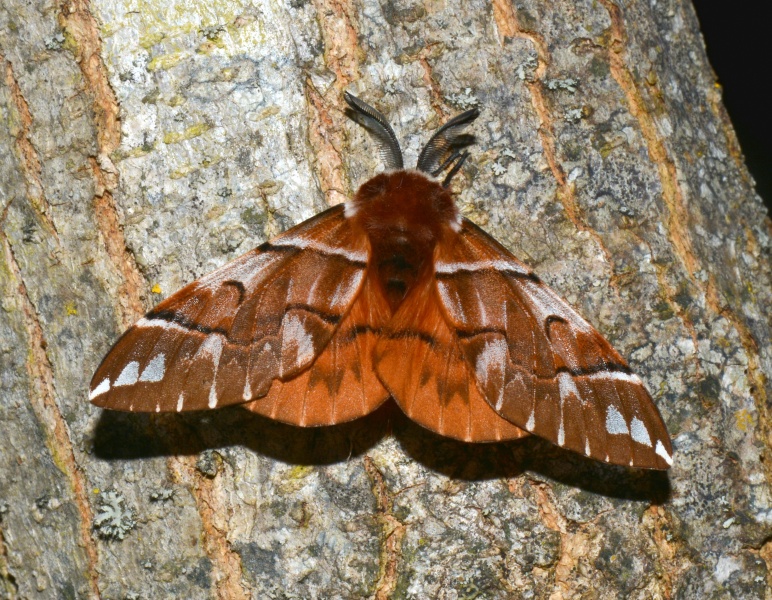 Endromis versicolora